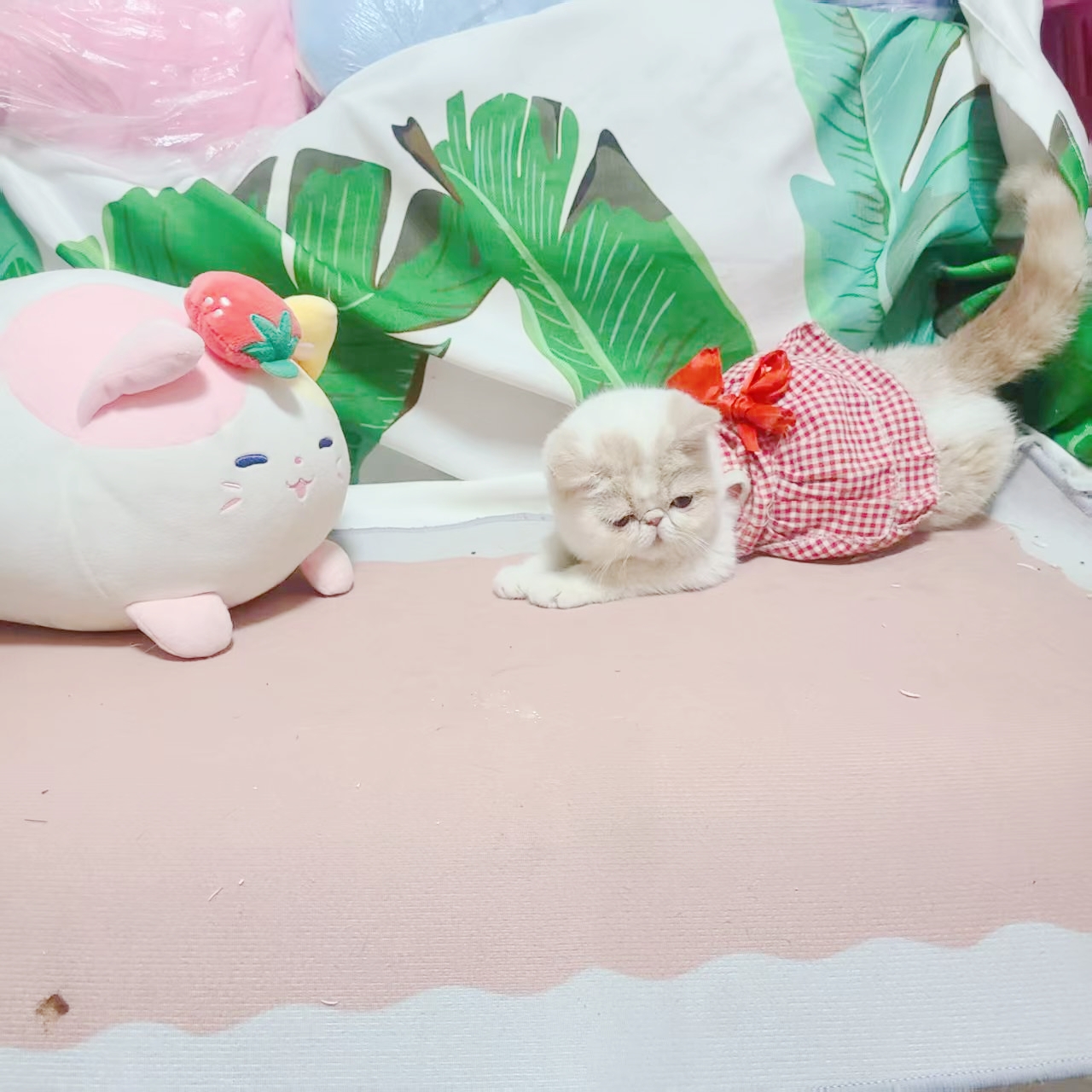 异短扁脸猫 加菲猫 草莓妹妹 乳白双色加菲猫 宠物猫